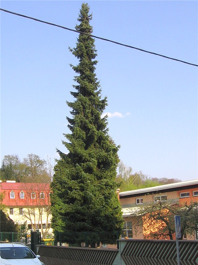 Pančićeva omorika
